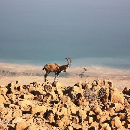 Ein Gedi Rooms Neve Zohar Exterior foto