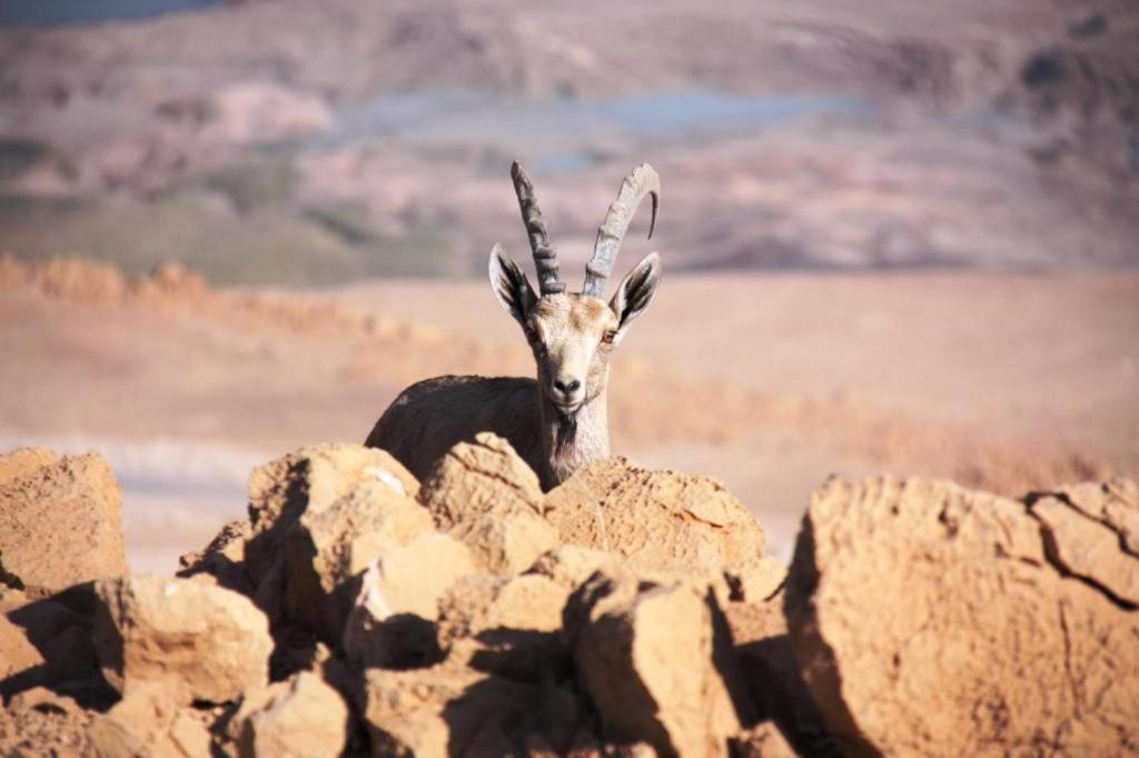 Ein Gedi Rooms Neve Zohar Exterior foto